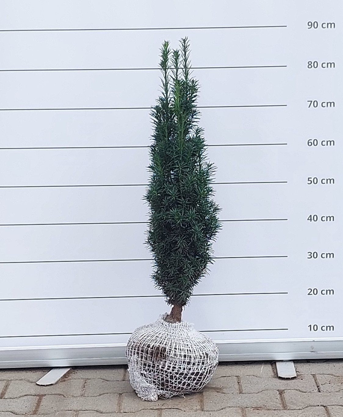 Taxus b. 'Fastigiata' - 60-70 CM RB